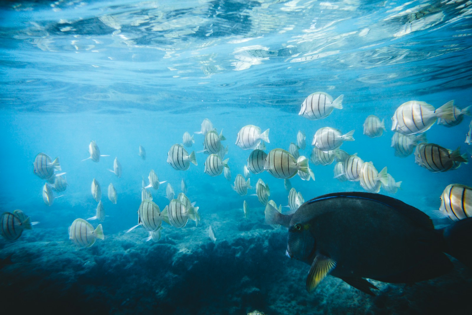 A group of tropical fish swimming over a vibrant coral reef.