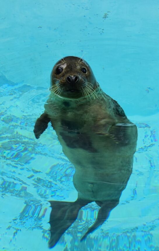 seal in water